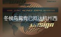 冬候鳥(niǎo)鴛鴦已抵達(dá)杭州西湖 “原住民”盛裝迎“北方老鄉(xiāng)”