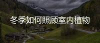冬季如何照顧室內植物