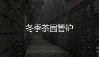 冬季茶園管護