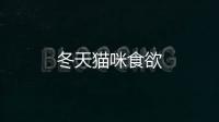 冬天貓咪食欲