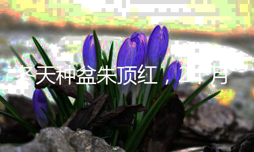 冬天種盆朱頂紅，2個(gè)月就開(kāi)花，花開(kāi)10幾朵，壯觀又好養(yǎng)