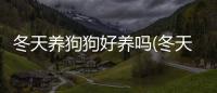 冬天養(yǎng)狗狗好養(yǎng)嗎(冬天怎么養(yǎng)狗狗)