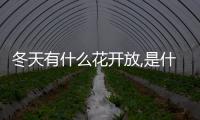 冬天有什么花開放,是什么樣子的（冬天有什么花開）