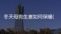 冬天母狗生崽如何保暖(狗冬天生孩子)