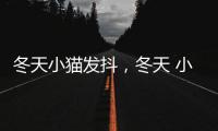 冬天小貓發抖，冬天 小貓 發抖怎么辦
