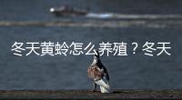冬天黃蛉怎么養(yǎng)殖？冬天黃蛉怎么養(yǎng)的