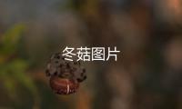 冬菇圖片