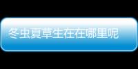 冬蟲夏草生在在哪里呢 冬蟲夏草的市場價格是多少呢