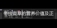 冬蟲夏草的營養價值及正確食用方法