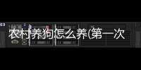 農(nóng)村養(yǎng)狗怎么養(yǎng)(第一次養(yǎng)狗怎么養(yǎng))