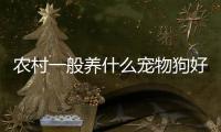 農(nóng)村一般養(yǎng)什么寵物狗好？農(nóng)村養(yǎng)什么寵物狗合適