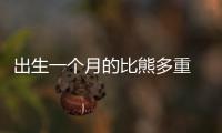 出生一個月的比熊多重  一個月的小比熊長什么樣子