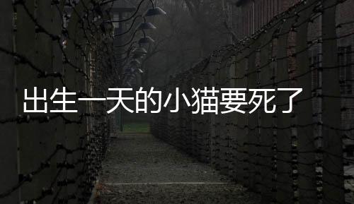 出生一天的小貓要死了 有什么辦法嗎(剛出生一天的小貓奄奄一息了怎么辦)