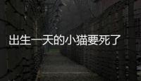 出生一天的小貓要死了 有什么辦法嗎(剛出生一天的小貓奄奄一息了怎么辦)