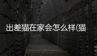 出差貓在家會怎么樣(貓長期自己在家會怎么樣)