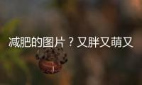 減肥的圖片？又胖又萌又可愛的圖片