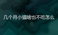 幾個月小貓啥也不吃怎么辦？幾個月的小貓不吃不喝為什么