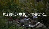 鳳眼蓮的生長環境是怎么樣的呢 鳳眼蓮的花語是什么呢