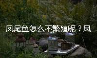 鳳尾魚怎么不繁殖呢？鳳尾魚不生小魚的原因