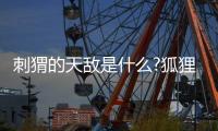 刺猬的天敵是什么?狐貍撒尿使刺猬舒展(咬住腹部不松)