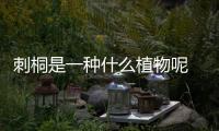 刺桐是一種什么植物呢 刺桐有什么作用呢