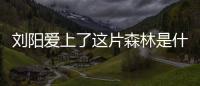 劉陽愛上了這片森林是什么梗（阿沁劉陽分手事件始末原因）
