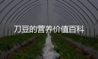 刀豆的營養價值百科