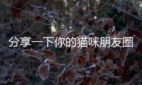 分享一下你的貓咪朋友圈文案  分享一下你的貓咪朋友圈說說