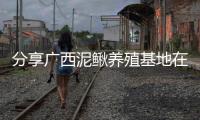 分享廣西泥鰍養(yǎng)殖基地在哪里，關(guān)于廣西泥鰍種類圖片的詳情