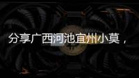 分享廣西河池宜州小莫，關于廣西河池小優的詳情