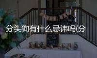 分頭狗有什么忌諱嗎(分頭狗有什么忌諱嗎風水)