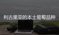利古里亞的本土葡萄品種和特色葡萄酒