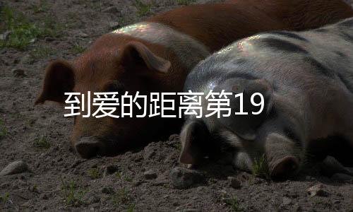 到愛的距離第19