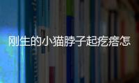 剛生的小貓脖子起疙瘩怎么回事？剛出生的小貓脖子