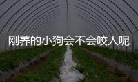剛養的小狗會不會咬人呢？剛買的狗會咬主人嗎