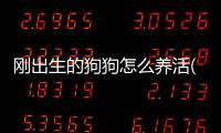 剛出生的狗狗怎么養活(剛出生的狗狗怎么養吃牛奶可以嗎)