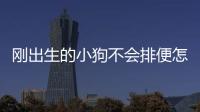 剛出生的小狗不會排便怎么辦？剛出生的小狗不會排便嗎