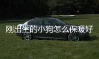 剛出生的小狗怎么保暖好？剛出生的狗寶寶怎么保暖