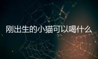 剛出生的小貓可以喝什么(剛出生的小貓可以喝些什么)