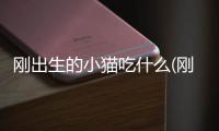 剛出生的小貓吃什么(剛出生小貓溫度控制在多少度)