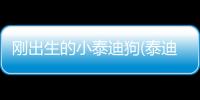 剛出生的小泰迪狗(泰迪狗花色比純色值錢)