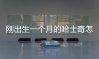剛出生一個月的哈士奇怎么喂養(yǎng)方法呢(一個多月的哈士奇怎么養(yǎng))