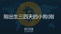 剛出生三四天的小狗(剛出生十五天的小狗)