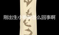 剛出生小狗哭怎么回事啊？剛出生的小狗哭怎么辦