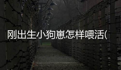 剛出生小狗崽怎樣喂活(剛出生小狗多久能洗澡)