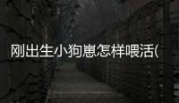 剛出生小狗崽怎樣喂活(剛出生小狗多久能洗澡)