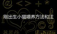 剛出生小貓喂養方法和注意事項(出生小貓怎么喂養)