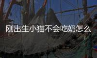 剛出生小貓不會吃奶怎么辦(剛出生小貓不會吃奶體溫低抬不起頭)