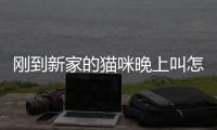 剛到新家的貓咪晚上叫怎么回事(新到家的貓咪晚上一直叫)