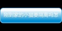 剛到家的小貓要隔離嗎怎么辦？剛到家的小貓需要注意什么